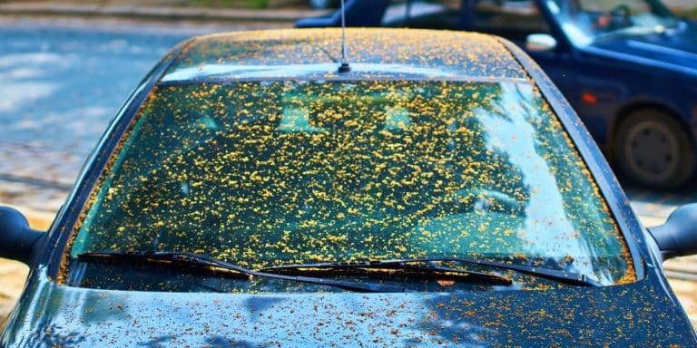 how to get sap off car