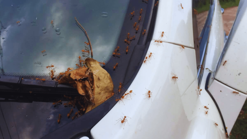 How to get rid of ants in car