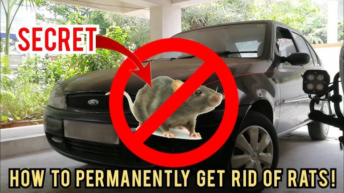 How to avoid rats in car